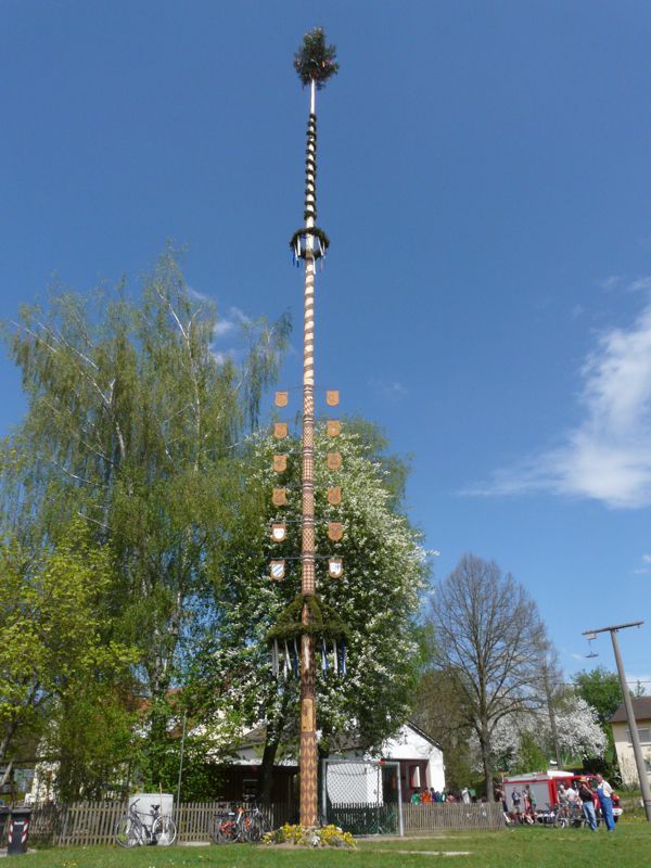 Maibaum Maibaum